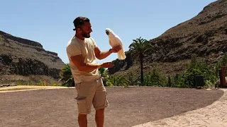 Palmitos Park | Gran Canaria | Dolphins Show, Parrots Show, Birds of preys & Exotic Birds