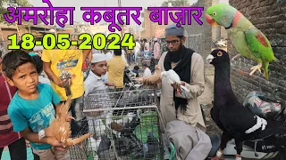 Amroha kabootar market 🕊️ 18-05-2024. अमरोहा कबूतर बाज़ार। Gola kabootar market. Bird market India.