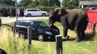 Tiere schlagen zurück