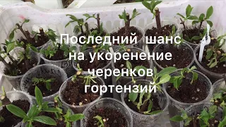 ПОСЛЕДНИЙ ШАНС ДЛЯ МОИХ ЧЕРЕНКОВ МЕТЕЛЬЧАТЫХ ГОРТЕНЗИЙ