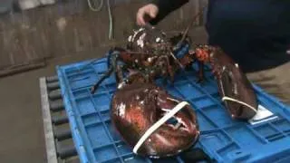 25 Pound Lobster