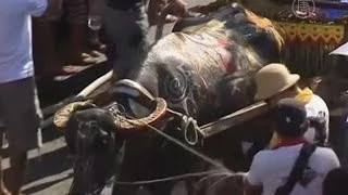 Филиппинцы отмечают праздник водяных буйволов (новости)