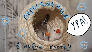 НОВАЯ КЛЕТКА для зебровых амадин! Переселение,распаковка,обзор,реакция птиц на новый дом! #клетка