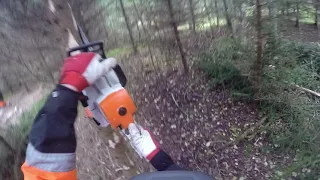 Kuusikon ensiharvennusta ja klapirangan sahailua - Stihl MS 201