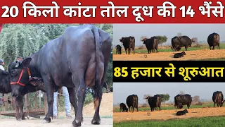 20 किलो काँटा तोल दूध की 14 भैंसे || Deepak Dairy Farm, Karela (9896131346)