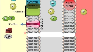 Frusemide - Mechanism of Action