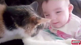 Baby Cats - Cute and Funny Cat Videos Compilation #32