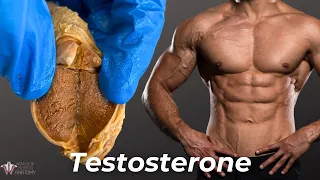 Everything Testosterone Does to Men (And a Little Bit to Women...)