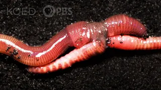Earthworm Love Is Cuddly ... and Complicated | Deep Look