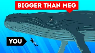 The Largest Sea Creature Ever | Size Comparison