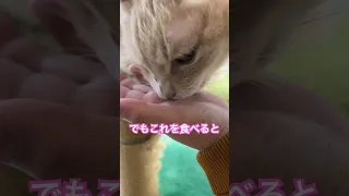 【便秘解消はこれ】強力○○モト錠剤1粒 #cat #cute #tabby