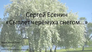 Видеоурок С. Есенин "Сыплет черёмуха снегом"