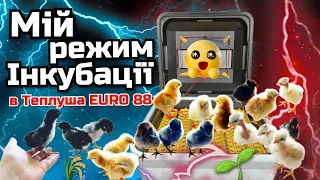 ІНКУБАЦІЯ від А до Я‼️Без головного болю✅Мій режим Інкубації🐣Інкубатор Теплуша EURO 88💛💙