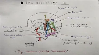 Sub Occipital Triangle | TCML and ENMEDER