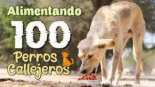 Alimentando 100 Perros Callejeros🐶  | #PatitasChallenge | El Piuranito