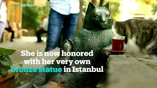 Tombili the Cat’s legacy set in bronze