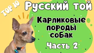 Порода РУССКИЙ ТОЙ! Что нужно знать о породе, прежде чем завести щенка!