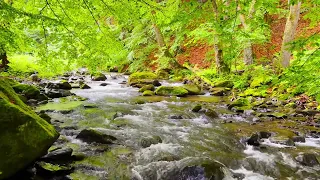 4K HDR  Wonderful colours of Forest river in spring. Peaceful flowing water sound of river.