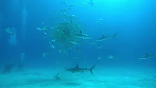 Dive 13 Shark Feed