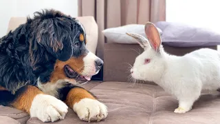 Bernese Mountain Dog Funny Reacts to Rabbit!