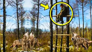 Wolves Wanted To Attack Him, So He Quickly Climbed a Tree, Then Something Unbelievable Happened!