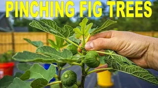 When, Why And How To Pinching Fig Trees To Force Early Fruiting