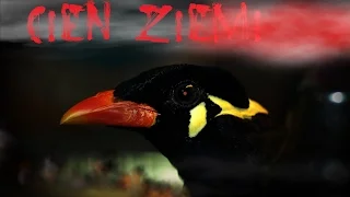 Cień ziemi - CreepyPasta Lektor PL