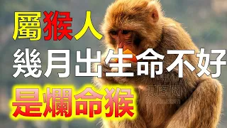 2024生肖運勢，十二生肖屬猴的什麼時候出生命不好，爛命猴，顧名思義就是命運比較坎坷的生肖猴，是生活中充滿了波折，會遇到很多的災難和麻煩。那麼幾月出生的生肖猴是爛命猴（生肖猴）