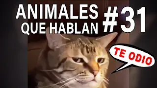 Descubre al GATO HATER XD - Animales que hablan 31 @rocaproject