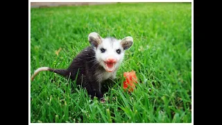 What to do if you find...a baby opossum!