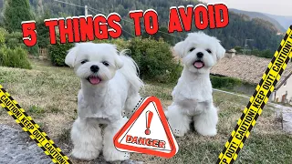 5 THINGS TO AVOID WHEN OWNING A MALTESE DOG - WISH WE KNEW THIS BEFORE