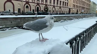 Огромная чайка в Санкт-Петербурге / Люди в восторге