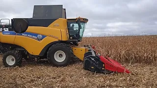 New Holland убирает кукурузу