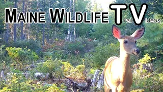 Fawn Losing Spots | Deer Herding Up | Fall | Turkey | Trail Cam | Maine Wildlife Trail Video