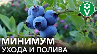 ЯГОД ГОЛУБИКИ БУДЕТ МНОГО ПРИ ТАКОЙ ПОСАДКЕ! Сажаем голубику высокорослую в траншеи