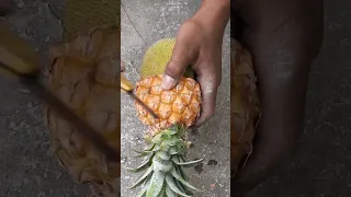 Creative Method How to grow Pineapple jackfruit #reels#shorts