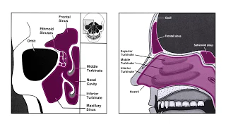 Nasal Endoscopy and Sinus Anatomy