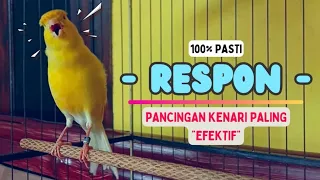 Suara PANCINGAN Kenari PAUD BeLajar BUNYI NgeriwiK || MASTERAN Kenari Paud Cepat Bunyi #105