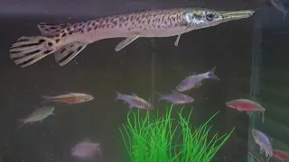 15 Shiners Vs. Hungry Alligator Gar!