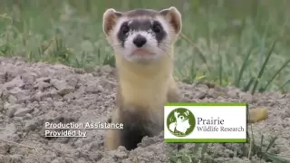 Black-footed Ferret vs. Prairie Dog