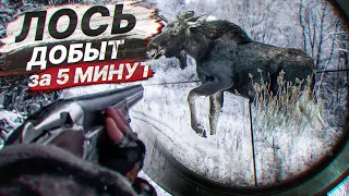 ОХОТА НА ЛОСЯ. Добыли лося за 5 МИНУТ. Только встали на номера и Лось вышел.