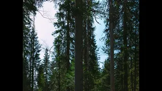 Le bois de résonance: un trésor extraordinaire!