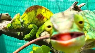 Ozzy Man Reviews: Chameleons