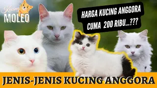 CEK HARGA KUCING ANGGORA | JENIS-JENIS KUCING ANGGORA #pecintakucing #hargakucinganggora #kucing