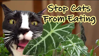 How to Stop Cats From Eating and Destroying Plants