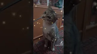 Пуся и Кисуня 😻