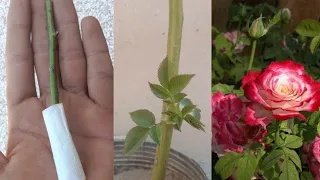 Unique Way To Propagate The Rose Cuttings Using Toilet Paper | Surprising Results