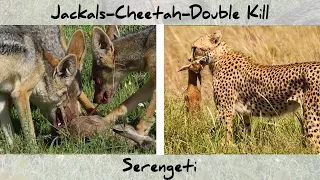 Serengeti Jackals and Cheetah kill Gazelle and its Baby (4K)