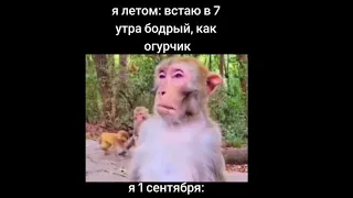 тик ток спит