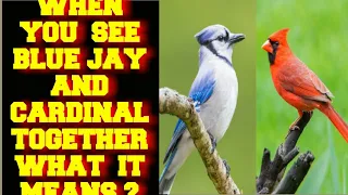 WHEN YOU SEE A BLUE JAY BIRD AND CARDINAL BIRD TOGETHER WHAT DOES IT MEAN ?